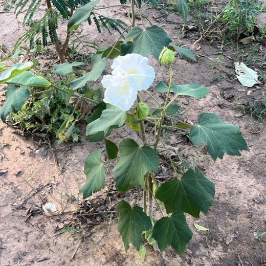 Group Landmark's ROAR (Reduce to Zero, Add Responsibility) Initiative: Miyawaki Forests – 1 year