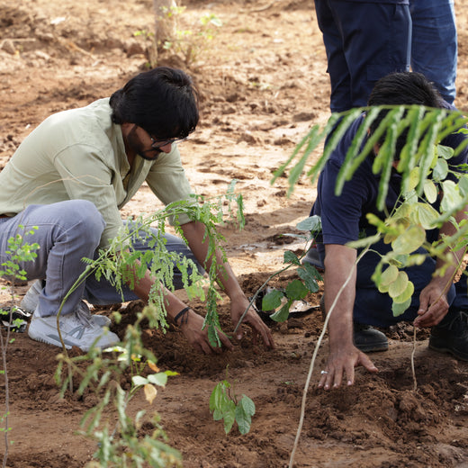 Group Landmark's ROAR (Reduce to Zero, Add Responsibility) Initiative: Miyawaki Forests – 6 months