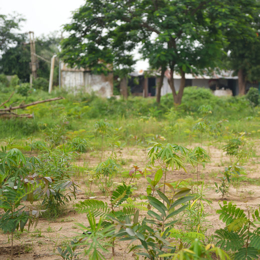 Group Landmark's ROAR (Reduce to Zero, Add Responsibility) Initiative: Miyawaki Forests – 1 year