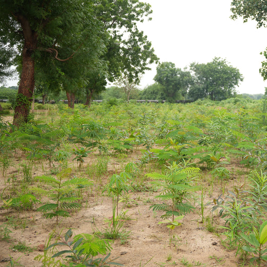 Group Landmark's ROAR (Reduce to Zero, Add Responsibility) Initiative: Miyawaki Forests – 1 year