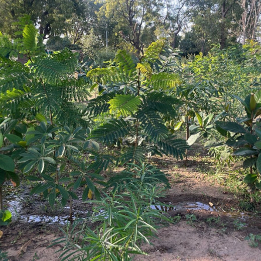 Group Landmark's ROAR (Reduce to Zero, Add Responsibility) Initiative: Miyawaki Forests – 1 year