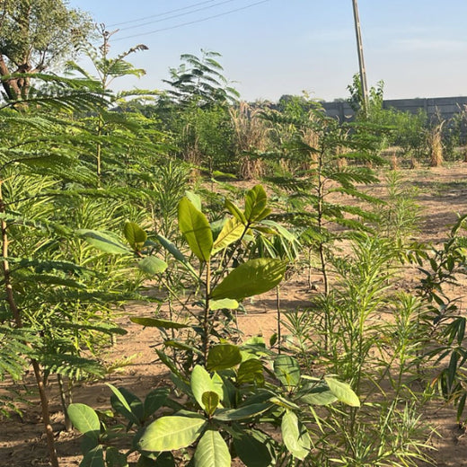Group Landmark's ROAR (Reduce to Zero, Add Responsibility) Initiative: Miyawaki Forests – 1 year