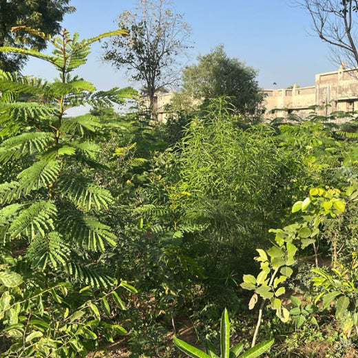 Group Landmark's ROAR (Reduce to Zero, Add Responsibility) Initiative: Miyawaki Forests – 1 year