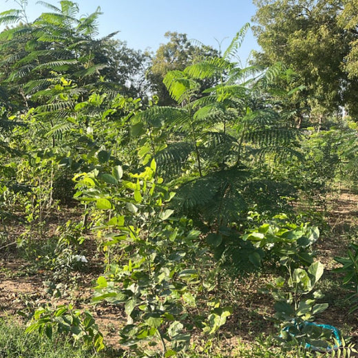 Group Landmark's ROAR (Reduce to Zero, Add Responsibility) Initiative: Miyawaki Forests – 1 year