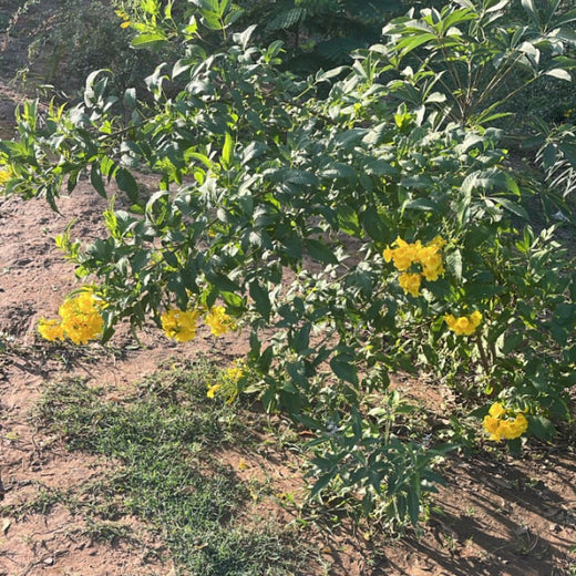 Group Landmark's ROAR (Reduce to Zero, Add Responsibility) Initiative: Miyawaki Forests – 1 year