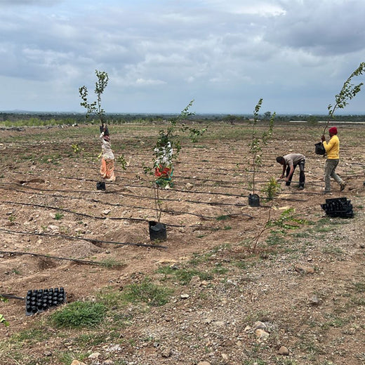 Elevating Style, Enriching Soil – Oliver+’s Agroforest Vision – Planting