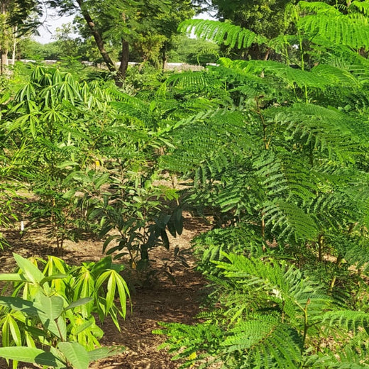 Group Landmark's ROAR (Reduce to Zero, Add Responsibility) Initiative: Miyawaki Forests – 1 year