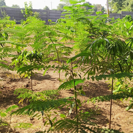 Group Landmark's ROAR (Reduce to Zero, Add Responsibility) Initiative: Miyawaki Forests – 1 year