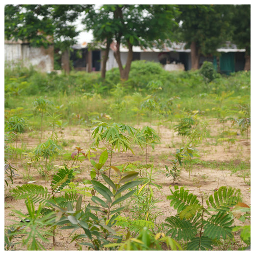 Group Landmark's ROAR (Reduce to Zero, Add Responsibility) Initiative: Miyawaki Forests – 1 year