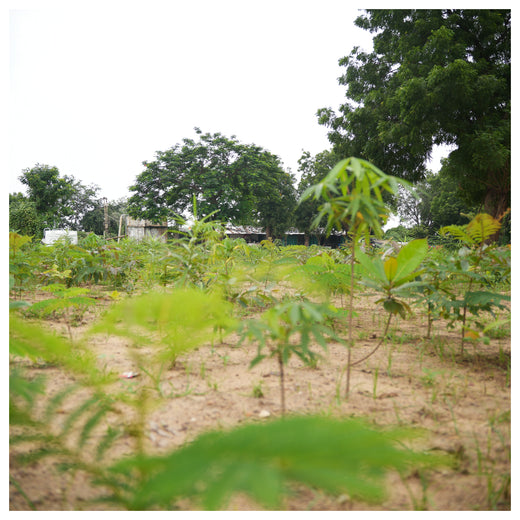 Group Landmark's ROAR (Reduce to Zero, Add Responsibility) Initiative: Miyawaki Forests – 1 year