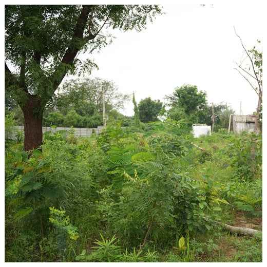 Group Landmark's ROAR (Reduce to Zero, Add Responsibility) Initiative: Miyawaki Forests – 1 year