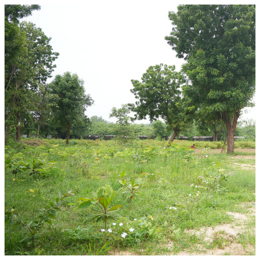 Group Landmark's ROAR (Reduce to Zero, Add Responsibility) Initiative: Miyawaki Forests – 1 year