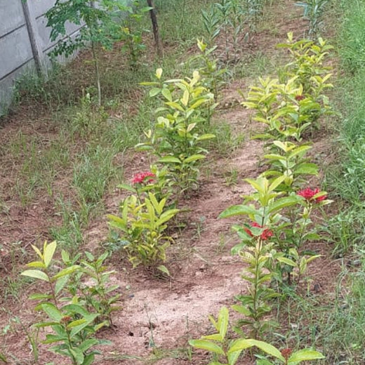Group Landmark's ROAR (Reduce to Zero, Add Responsibility) Initiative: Miyawaki Forests – 1 year