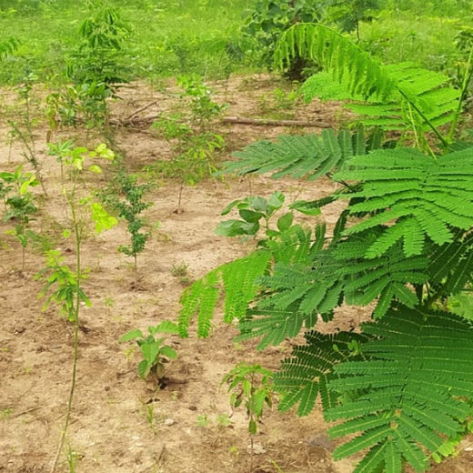 Group Landmark's ROAR (Reduce to Zero, Add Responsibility) Initiative: Miyawaki Forests – 1 year