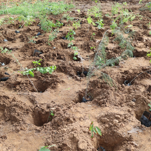 Group Landmark's ROAR (Reduce to Zero, Add Responsibility) Initiative: Miyawaki Forests – 6 months