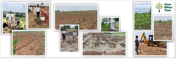 Greening Madhya Pradesh: Grow Billion Trees Drives Sustainable Agroforestry Transformation