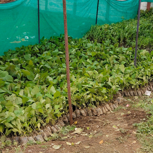 Greening Madhya Pradesh: Grow Billion Trees Drives Sustainable Agroforestry Transformation – Planting