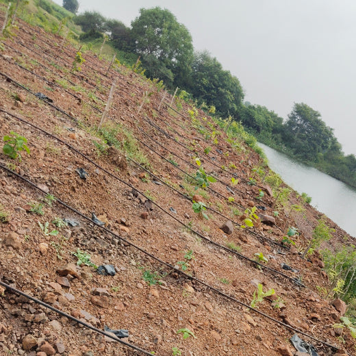 Greening Madhya Pradesh: Grow Billion Trees Drives Sustainable Agroforestry Transformation – 6 months