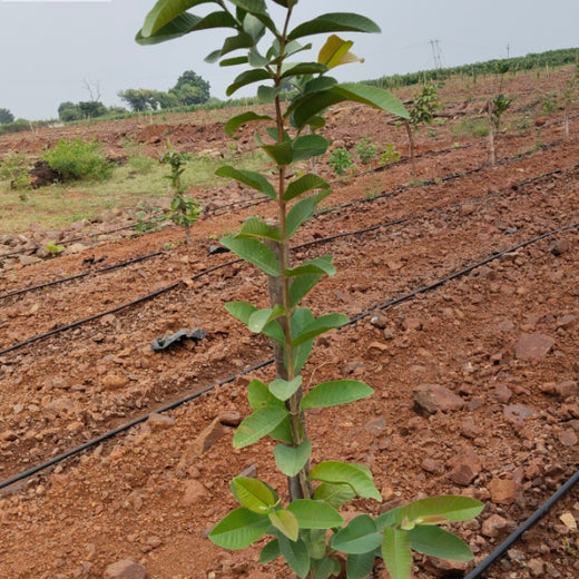 Greening Madhya Pradesh: Grow Billion Trees Drives Sustainable Agroforestry Transformation – 6 months