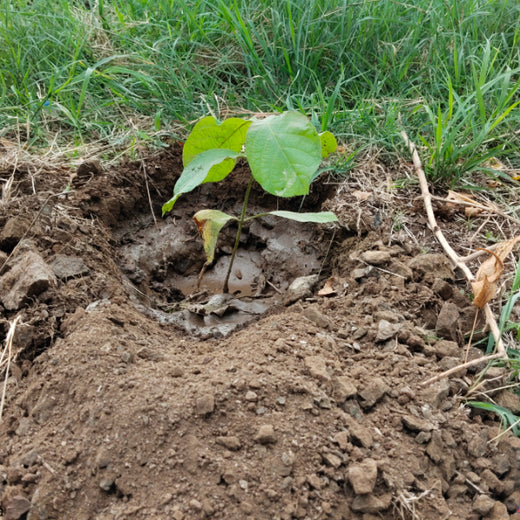 Greening Madhya Pradesh: Grow Billion Trees Drives Sustainable Agroforestry Transformation – Planting