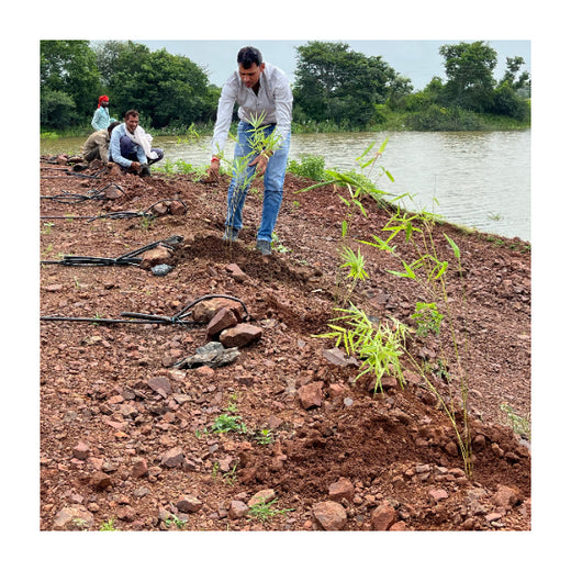 Greening Madhya Pradesh: Grow Billion Trees Drives Sustainable Agroforestry Transformation – Planting