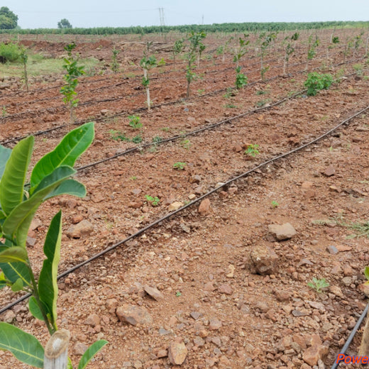 Greening Madhya Pradesh: Grow Billion Trees Drives Sustainable Agroforestry Transformation – 6 months
