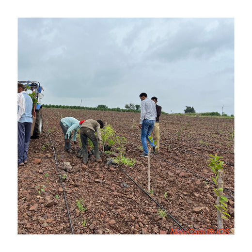 Greening Madhya Pradesh: Grow Billion Trees Drives Sustainable Agroforestry Transformation – Planting