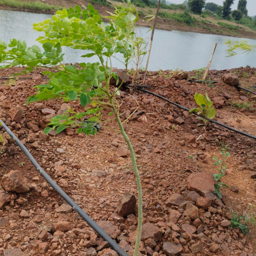 Greening Madhya Pradesh: Grow Billion Trees Drives Sustainable Agroforestry Transformation – 6 months