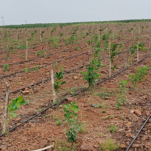 Greening Madhya Pradesh: Grow Billion Trees Drives Sustainable Agroforestry Transformation – 6 months