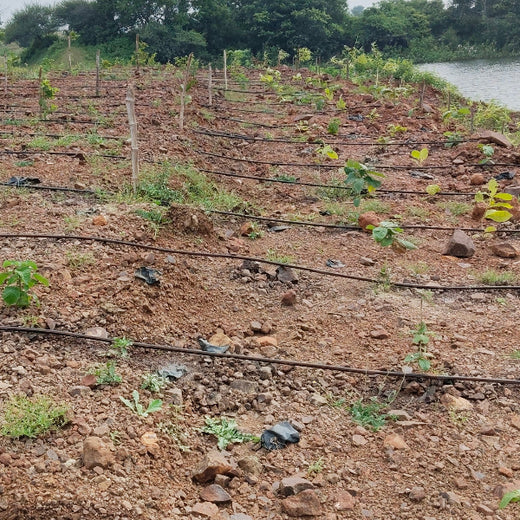 Greening Madhya Pradesh: Grow Billion Trees Drives Sustainable Agroforestry Transformation – 6 months