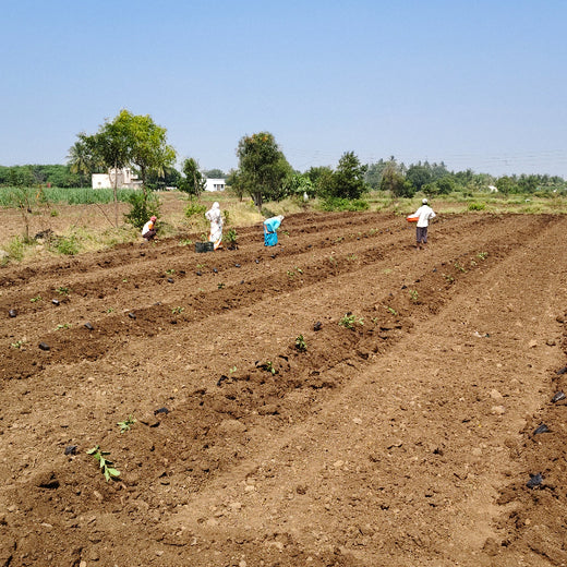 Shri Murlidhar Kisan Mohol’s Birthday Tree Plantation for Maharashtra – Planting