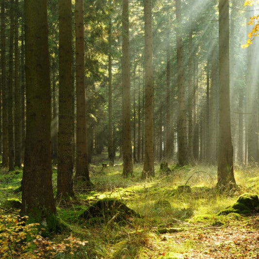 Trees for Hyderabad