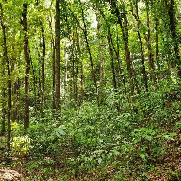 Trees for Independence Day: Celebrate Freedom by Planting