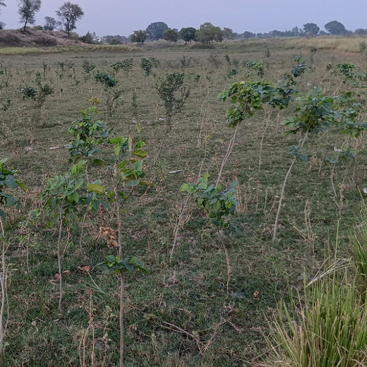 Trees for Shree Ram Katha by Ram Parivar – 6 months