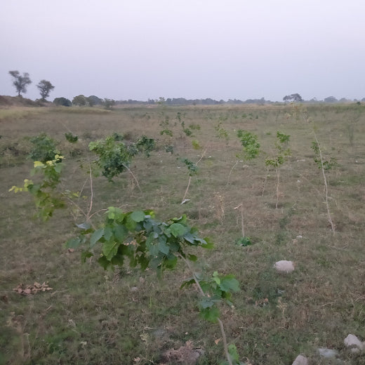 Trees for Shree Ram Katha by Ram Parivar – 6 months