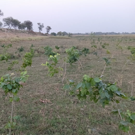 Trees for Shree Ram Katha by Ram Parivar – 6 months