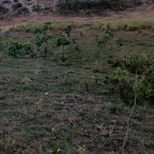 Trees for Shree Ram Katha by Ram Parivar – 6 months