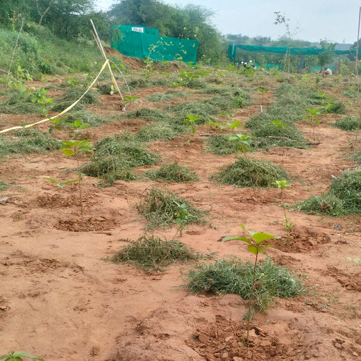 Reliance Foundation's Biodiversity Restoration Project: Sunhera Village – 6 months