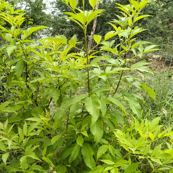 Trees for Reducing Carbon Footprint