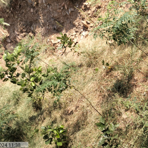 Reliance Foundation's Biodiversity Restoration Project: Sunhera Village – 6 months