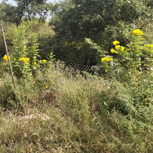 Reliance Foundation's Biodiversity Restoration Project: Sunhera Village – 6 months
