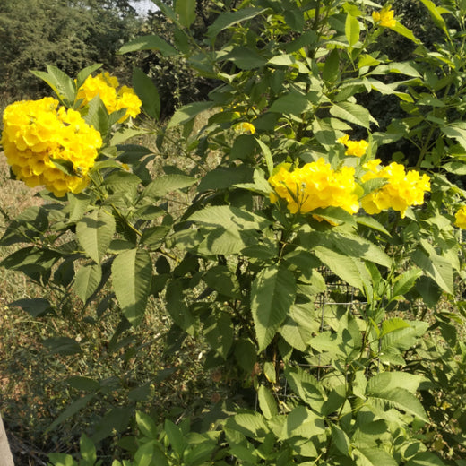 Reliance Foundation's Biodiversity Restoration Project: Sunhera Village – 6 months