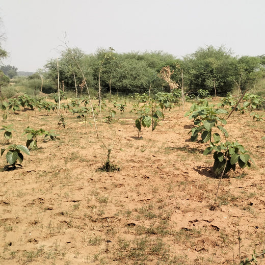 Reliance Foundation's Biodiversity Restoration Project: Sunhera Village – 6 months