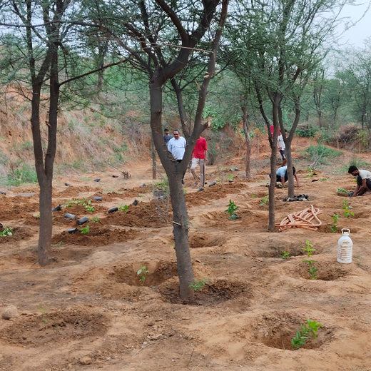 Reliance Foundation's Biodiversity Restoration Project: Sunhera Village – Planting