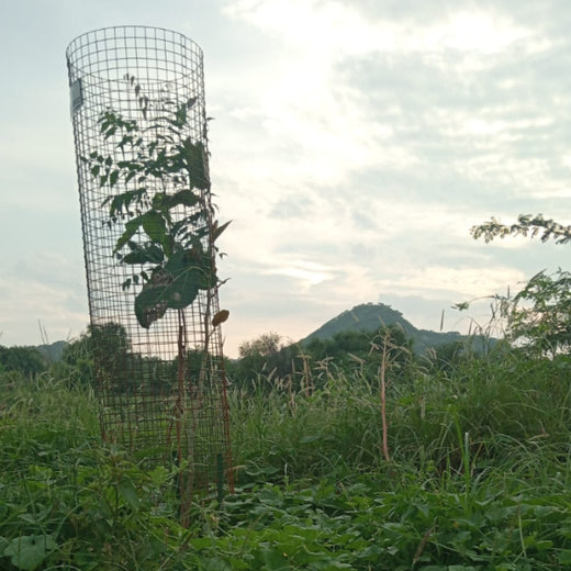 Reliance Industries Initiative: Community Tree Plantation for a Greener Future – 1 year
