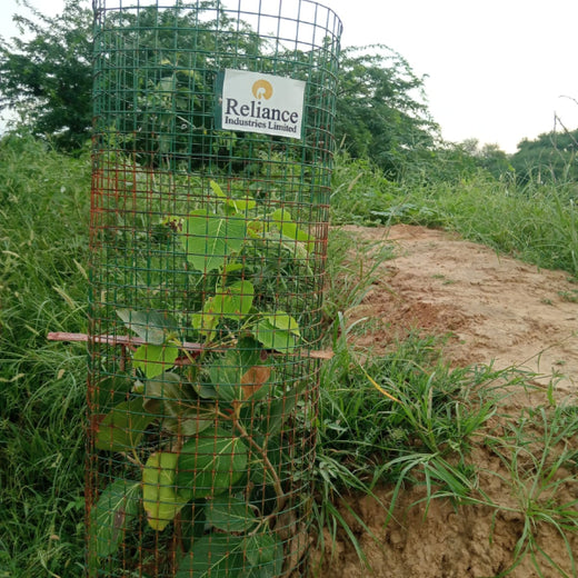Reliance Industries Initiative: Community Tree Plantation for a Greener Future – 1 year