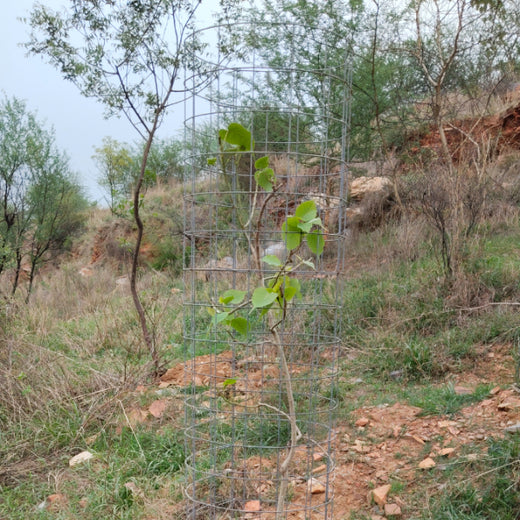 Reliance Foundation's Biodiversity Restoration Project: Sunhera Village – Planting