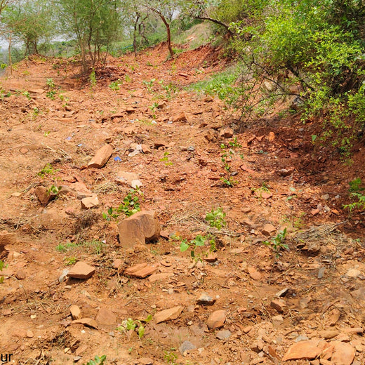 Reliance Foundation's Biodiversity Restoration Project: Sunhera Village – Planting