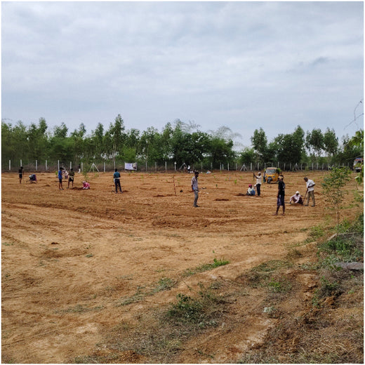 From Iron to Green: Samrat Irons' Eco-Conscious Gifting Initiative in Agroforestry – Planting