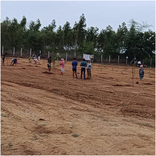 From Iron to Green: Samrat Irons' Eco-Conscious Gifting Initiative in Agroforestry – Planting